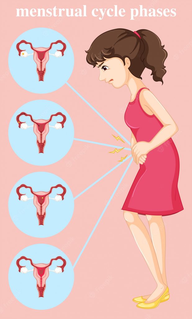 Kenali Apa Itu Ovulasi Ciri Dan Arti Masa Ovulasi Fisioterapia